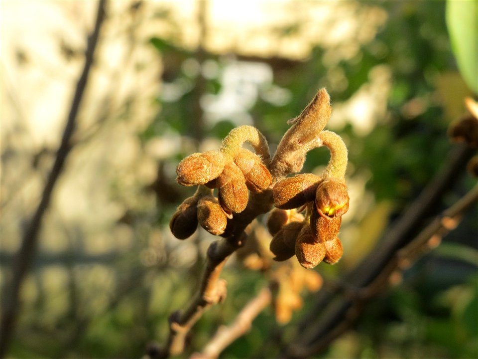 Knospen der Virginische Zaubernuss (Hamamelis virginiana) in Saarbrücken