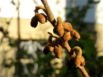 Knospen der Virginische Zaubernuss (Hamamelis virginiana) in Saarbrücken