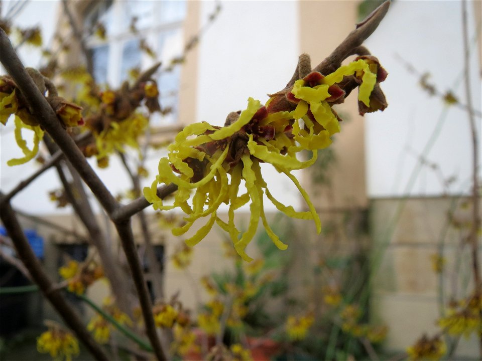 Virginische Zaubernuss (Hamamelis virginiana) in Saarbrücken