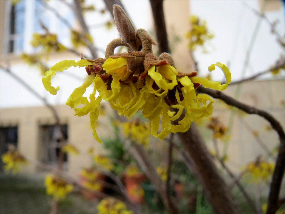 Virginische Zaubernuss (Hamamelis virginiana) in Saarbrücken