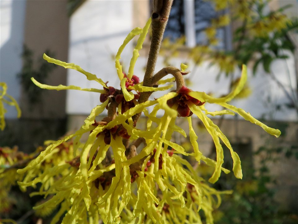 Virginische Zaubernuss (Hamamelis virginiana) in Saarbrücken