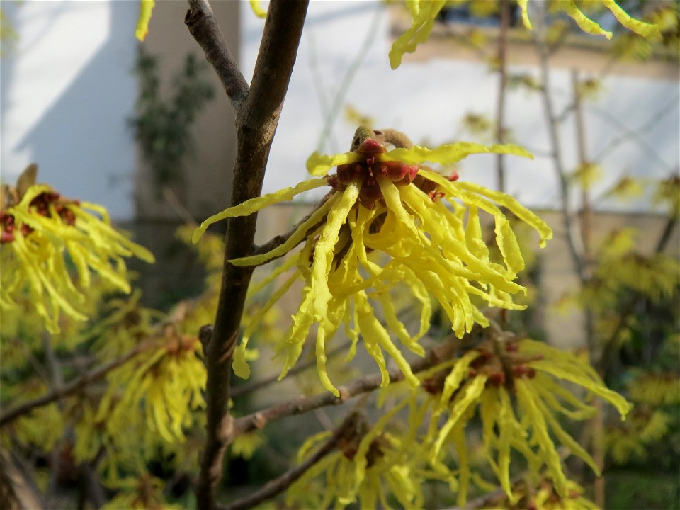 Virginische Zaubernuss (Hamamelis virginiana) in Saarbrücken