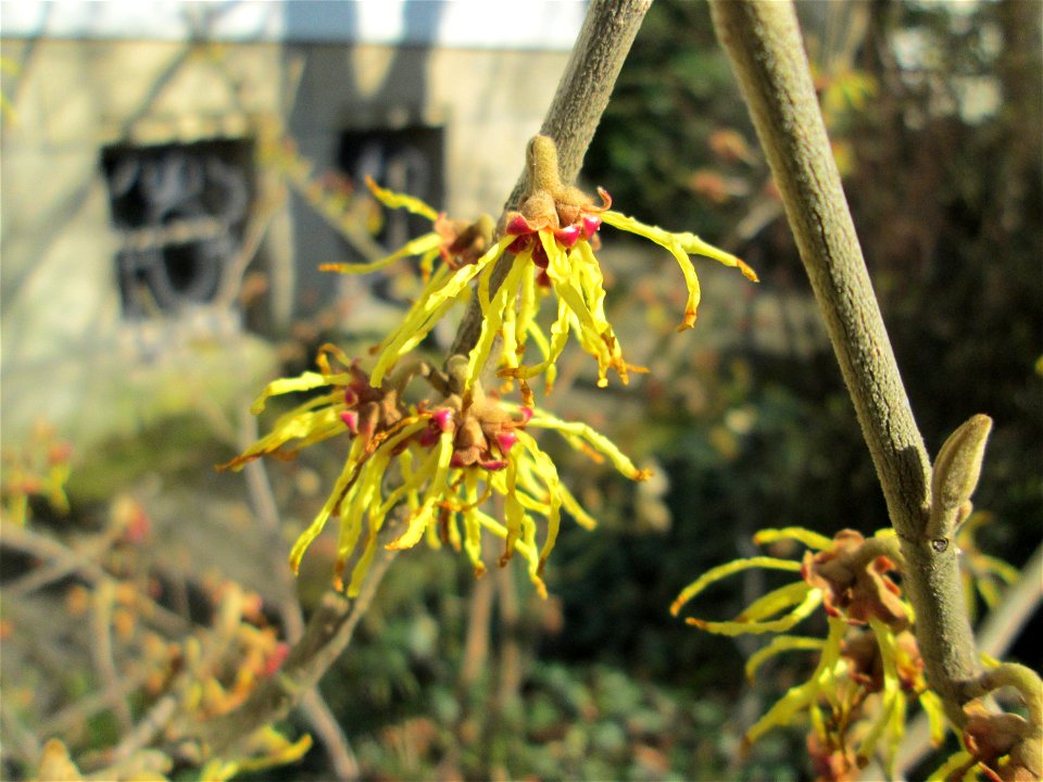 Virginische Zaubernuss (Hamamelis virginiana) an der Bismarckstraße in Saarbrücken