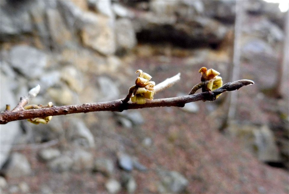 Hamamelis virginiana, growing on limestone boulders in front of Wind Cave, Jackson County, Kentucky.