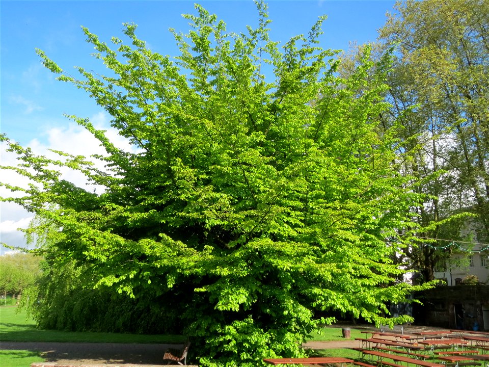 Persischer Eisenholzbaum (Parrotia persica) am Staden in Saarbrücken