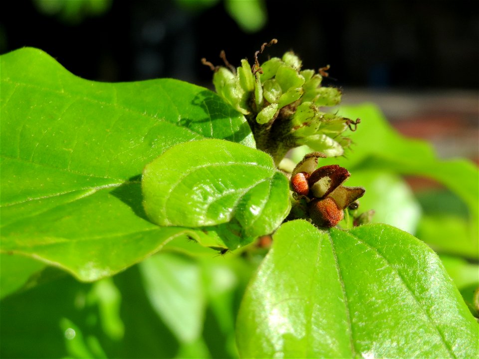Persischer Eisenholzbaum (Parrotia persica) am Staden in Saarbrücken