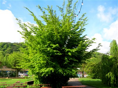 Persischer Eisenholzbaum (Parrotia persica) am Staden in Saarbrücken