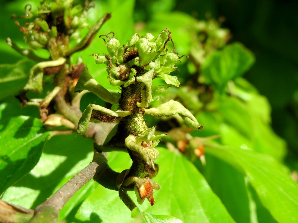 Persischer Eisenholzbaum (Parrotia persica) am Staden in Saarbrücken