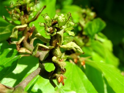 Persischer Eisenholzbaum (Parrotia persica) am Staden in Saarbrücken