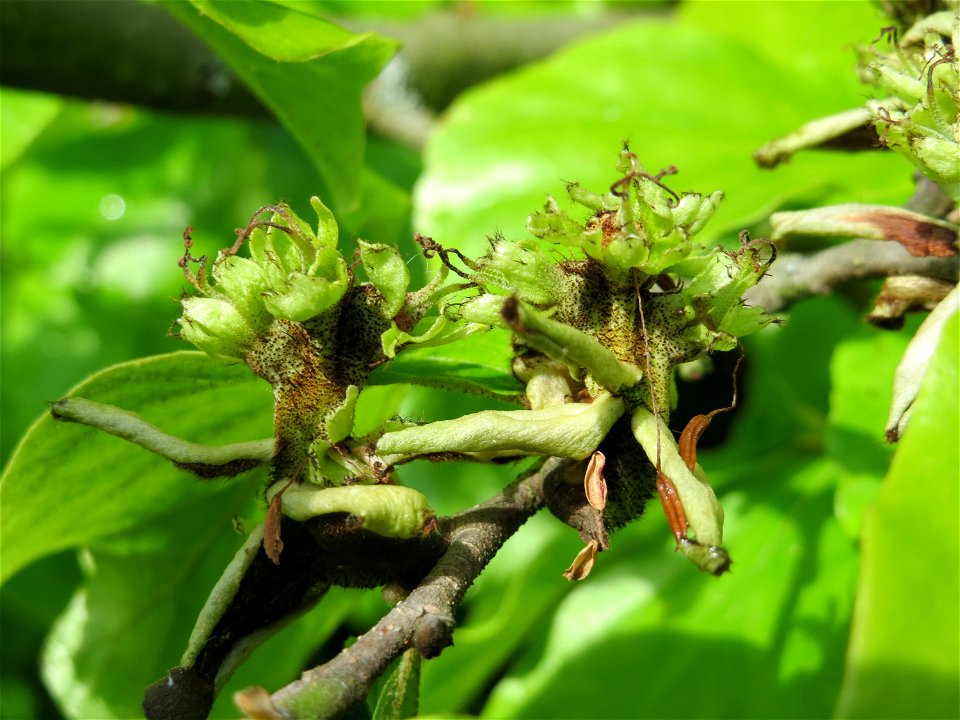 Persischer Eisenholzbaum (Parrotia persica) am Staden in Saarbrücken