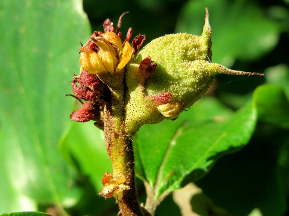 Persischer Eisenholzbaum (Parrotia persica) in Saarbrücken