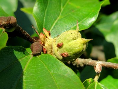 Persischer Eisenholzbaum (Parrotia persica) in Saarbrücken