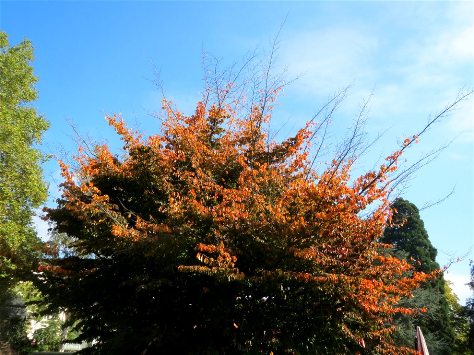 Persischer Eisenholzbaum (Parrotia persica) am Staden in Saarbrücken