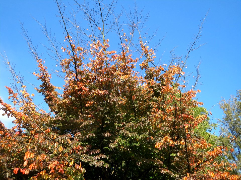 Persischer Eisenholzbaum (Parrotia persica) am Staden in Saarbrücken