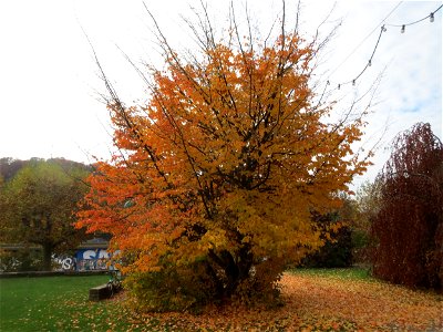 Persischer Eisenholzbaum (Parrotia persica) am Staden in Saarbrücken photo