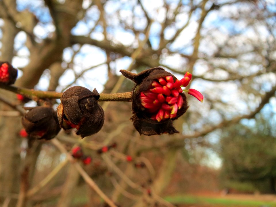 Persischer Eisenholzbaum (Parrotia persica) am Staden in Saarbrücken