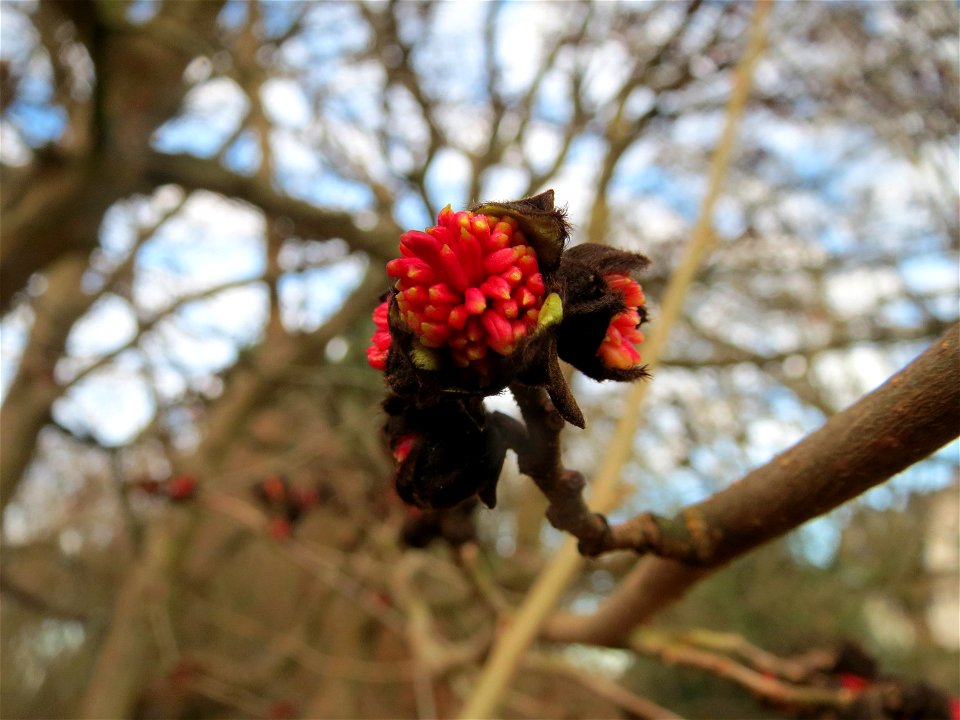 Persischer Eisenholzbaum (Parrotia persica) am Staden in Saarbrücken