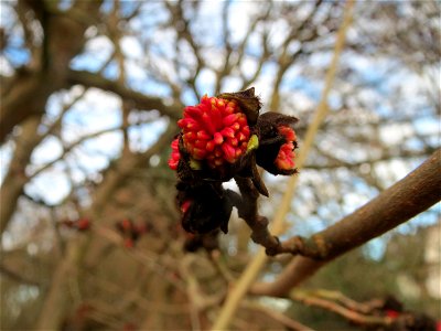 Persischer Eisenholzbaum (Parrotia persica) am Staden in Saarbrücken