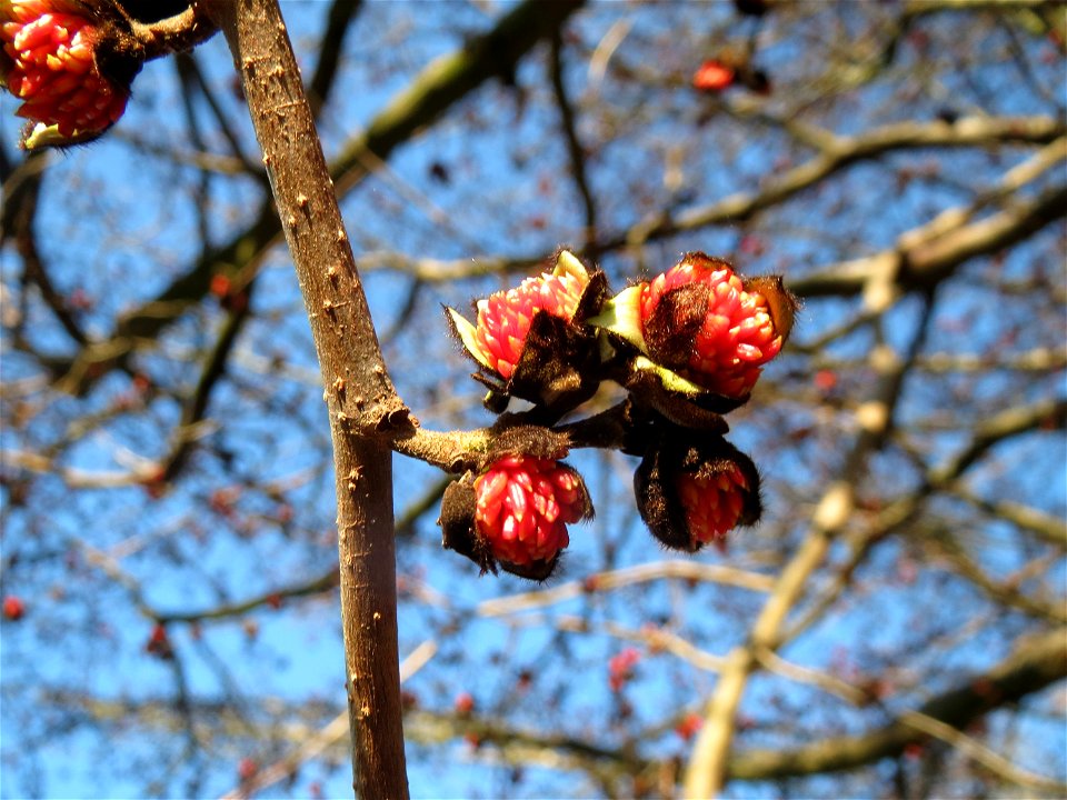 Persischer Eisenholzbaum (Parrotia persica) am Staden in Saarbrücken