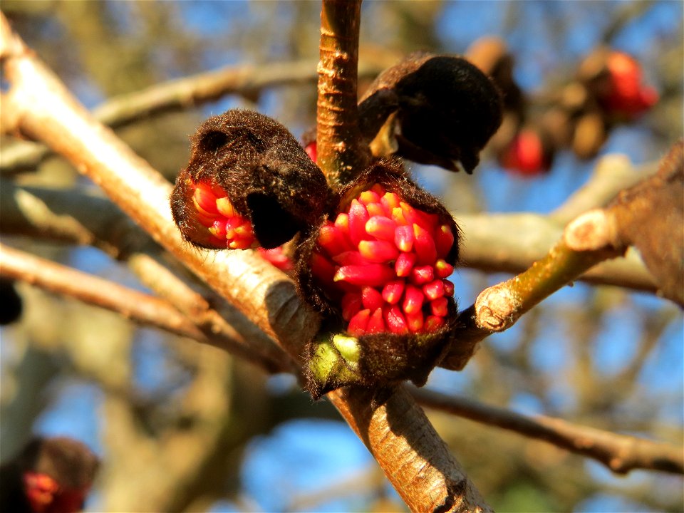 Persischer Eisenholzbaum (Parrotia persica) am Staden in Saarbrücken