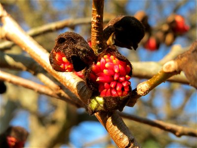 Persischer Eisenholzbaum (Parrotia persica) am Staden in Saarbrücken