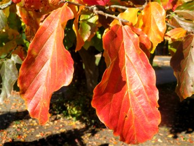 Persischer Eisenholzbaum (Parrotia persica) am Staden in Saarbrücken