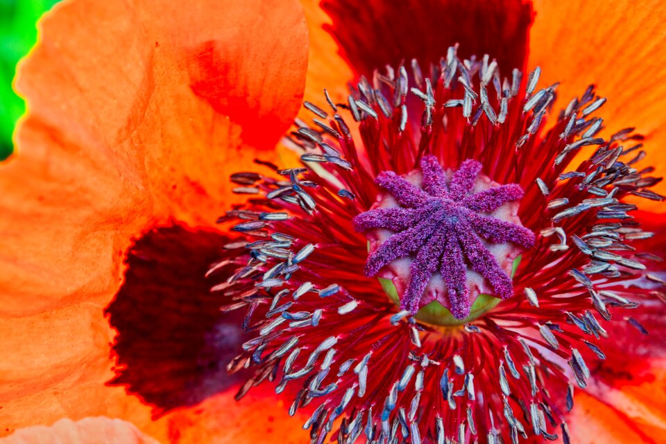 Blossom bloom red