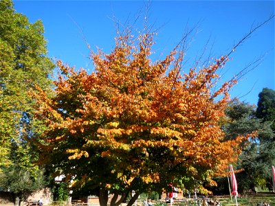 Persischer Eisenholzbaum (Parrotia persica) am Staden in Saarbrücken