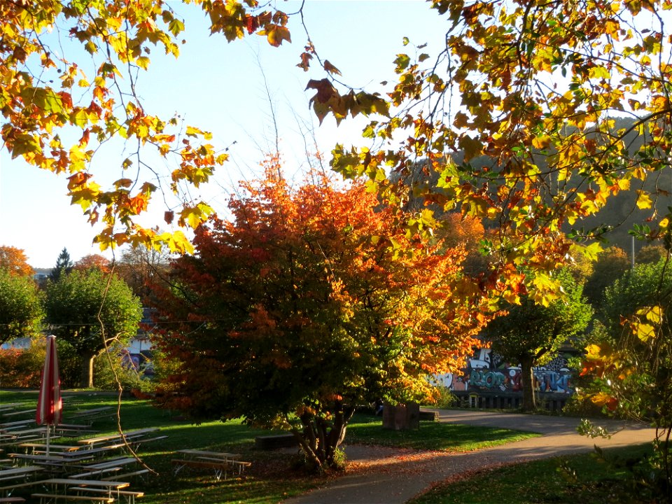 Persischer Eisenholzbaum (Parrotia persica) am Staden in Saarbrücken