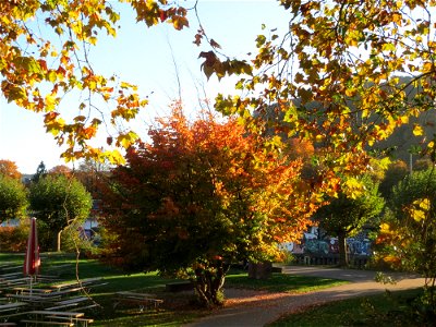 Persischer Eisenholzbaum (Parrotia persica) am Staden in Saarbrücken