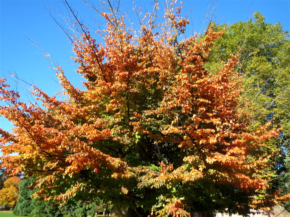 Persischer Eisenholzbaum (Parrotia persica) am Staden in Saarbrücken