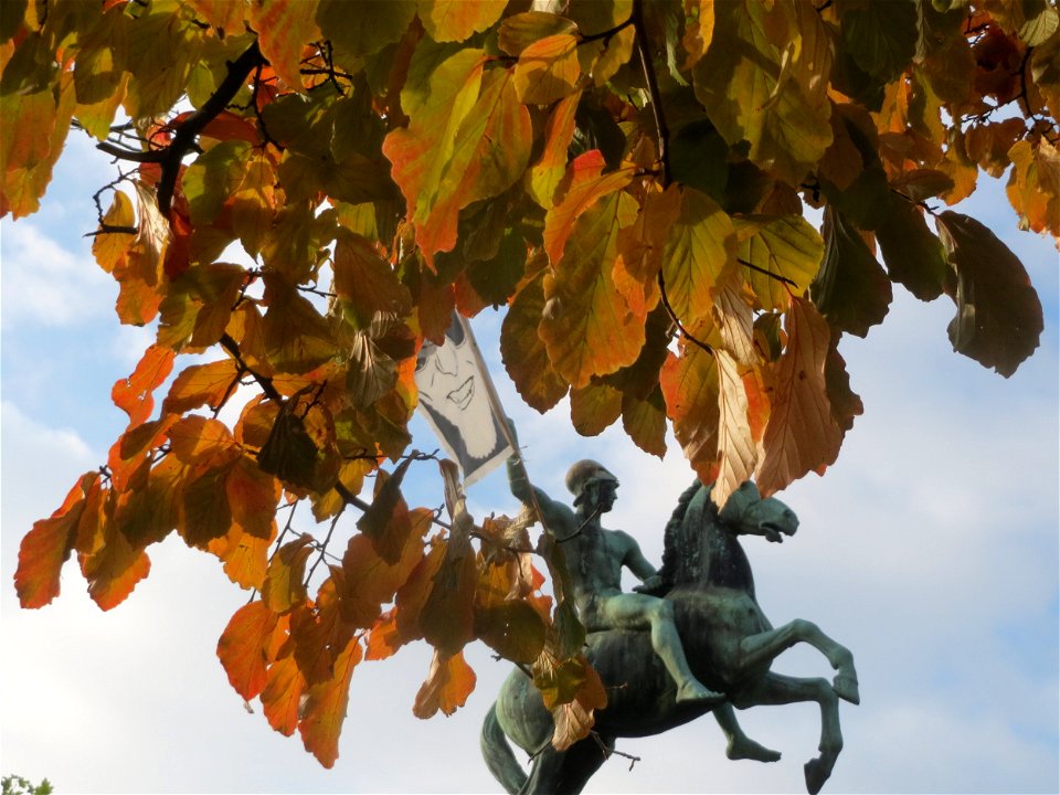 Persischer Eisenholzbaum (Parrotia persica) am Staden in Saarbrücken