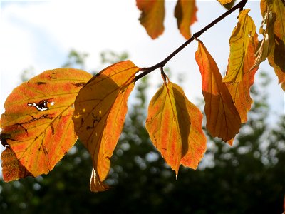 Persischer Eisenholzbaum (Parrotia persica) am Staden in Saarbrücken