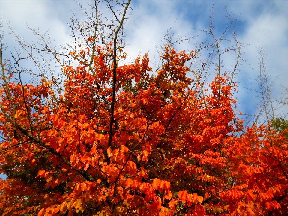 Persischer Eisenholzbaum (Parrotia persica) am Staden in Saarbrücken