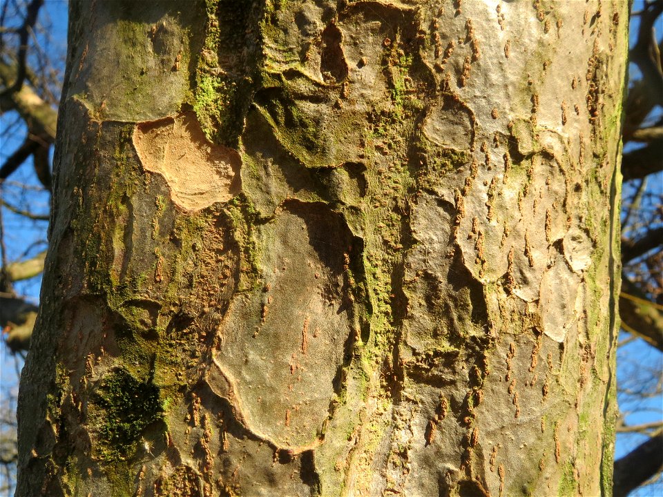 Rinde vom Persischen Eisenholzbaum (Parrotia persica) am Staden in Saarbrücken