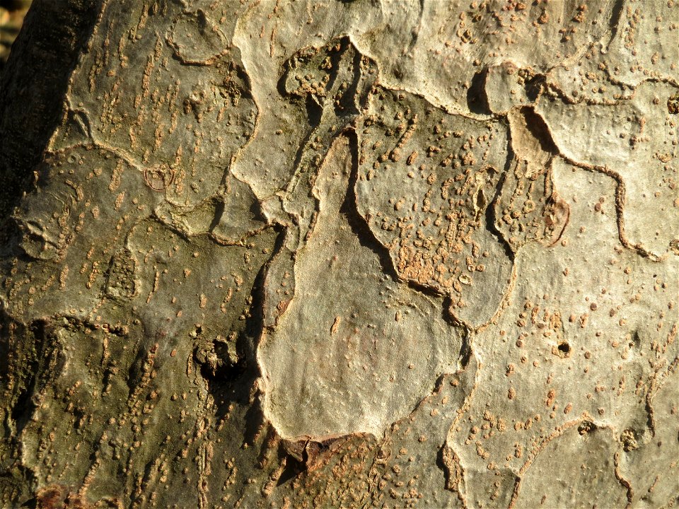 Rinde vom Persischen Eisenholzbaum (Parrotia persica) am Staden in Saarbrücken