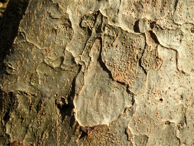 Rinde vom Persischen Eisenholzbaum (Parrotia persica) am Staden in Saarbrücken