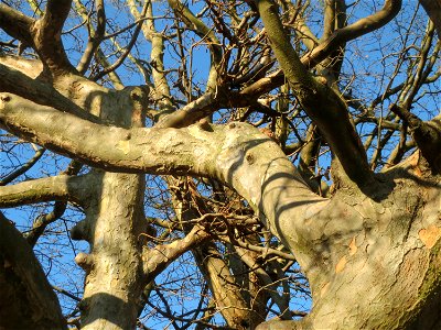 Rinde vom Persischen Eisenholzbaum (Parrotia persica) am Staden in Saarbrücken
