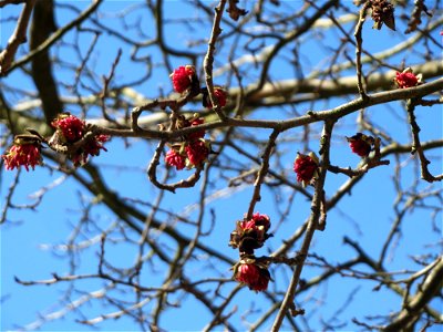 Persischer Eisenholzbaum (Parrotia persica) am Staden in Saarbrücken