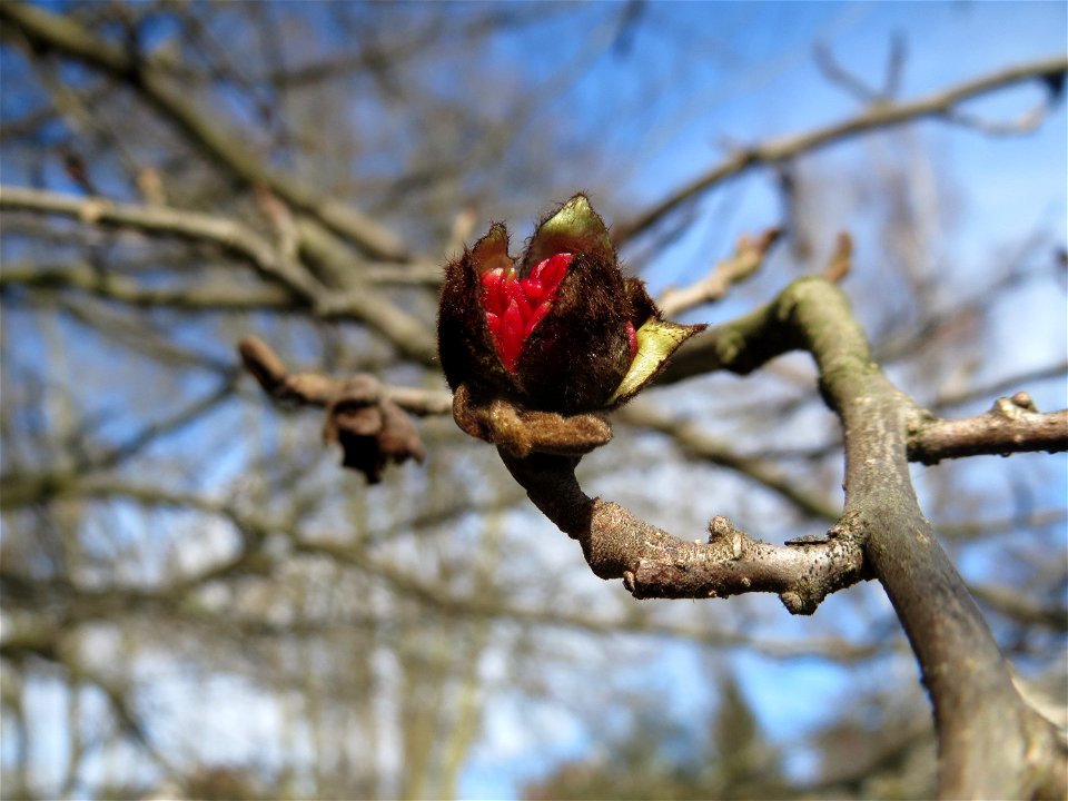 Aufspringende Blütenknospen vom Persischen Eisenholzbaum (Parrotia persica) am Staden in Saarbrücken