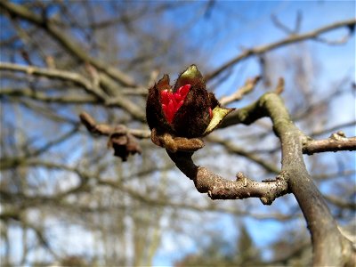 Aufspringende Blütenknospen vom Persischen Eisenholzbaum (Parrotia persica) am Staden in Saarbrücken
