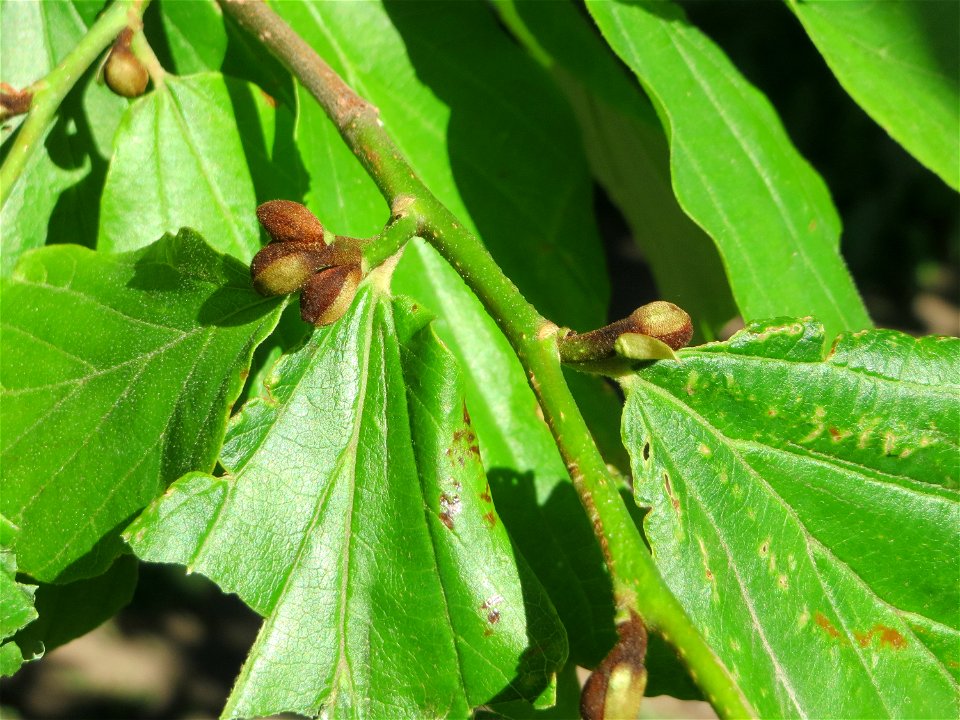 Persischer Eisenholzbaum (Parrotia persica) am Staden in Saarbrücken