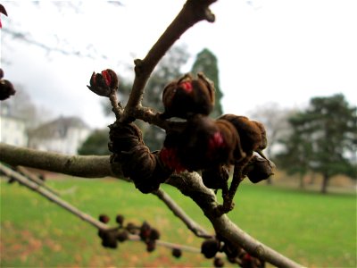 Blütenknospen vom Persischen Eisenholzbaum (Parrotia persica) am Staden in Saarbrücken - Ursprung: Iran/Kaukasus