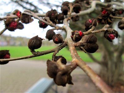 Blütenknospen vom Persischen Eisenholzbaum (Parrotia persica) am Staden in Saarbrücken - Ursprung: Iran/Kaukasus