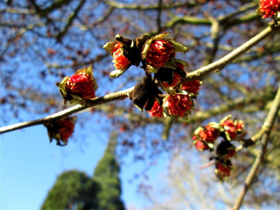 Blütenknospen vom Persischen Eisenholzbaum (Parrotia persica) am Staden in Saarbrücken - Ursprung: Iran/Kaukasus