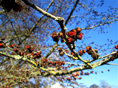 Blütenknospen vom Persischen Eisenholzbaum (Parrotia persica) am Staden in Saarbrücken - Ursprung: Iran/Kaukasus