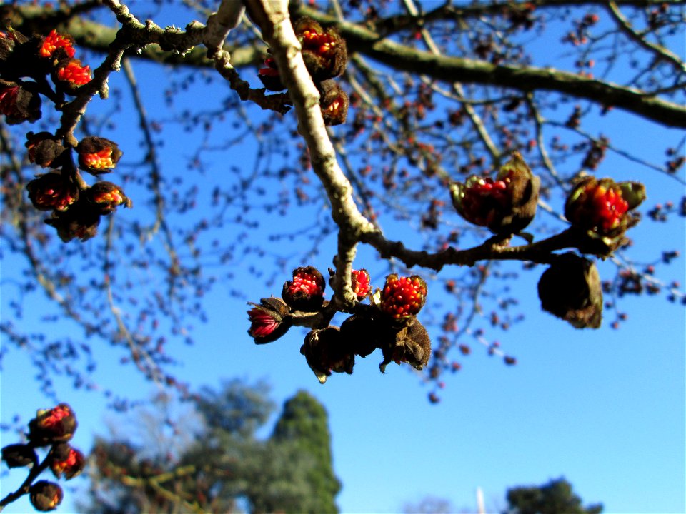Blütenknospen vom Persischen Eisenholzbaum (Parrotia persica) am Staden in Saarbrücken - Ursprung: Iran/Kaukasus