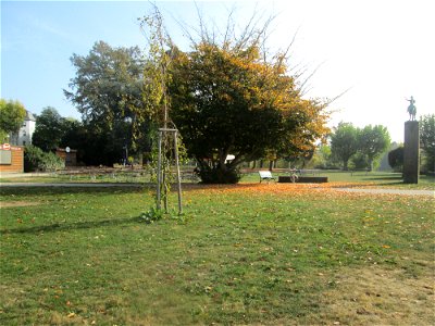 Persischer Eisenholzbaum (Parrotia persica) am Staden in Saarbrücken