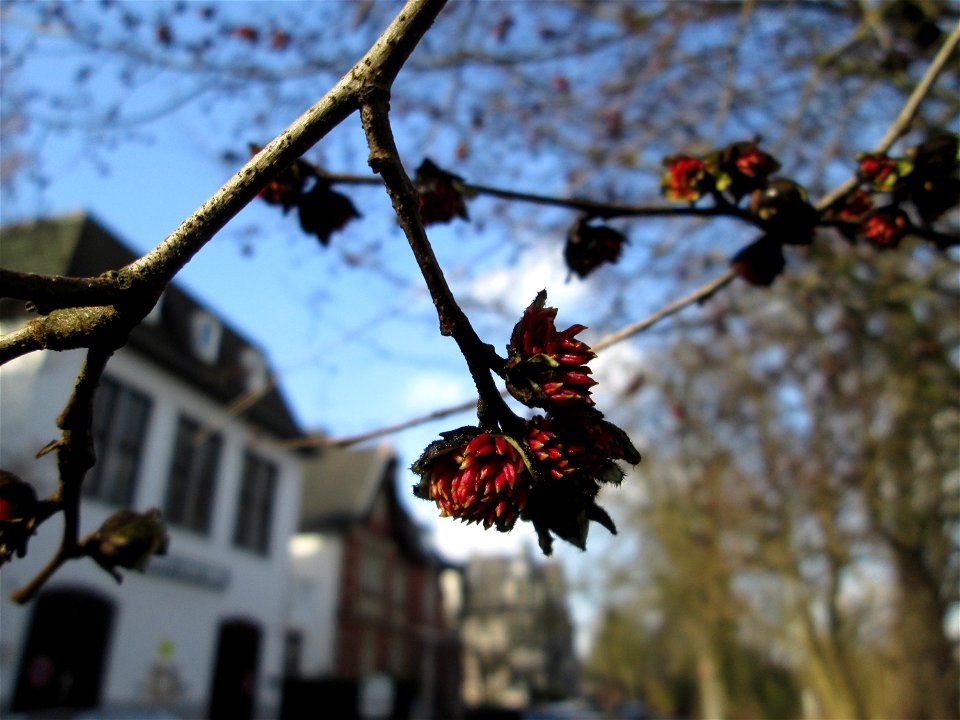 Persischer Eisenholzbaum (Parrotia persica) in der ehem. Bismarckanlage in Sankt Arnual - Ursprung: Iran/Kaukasus