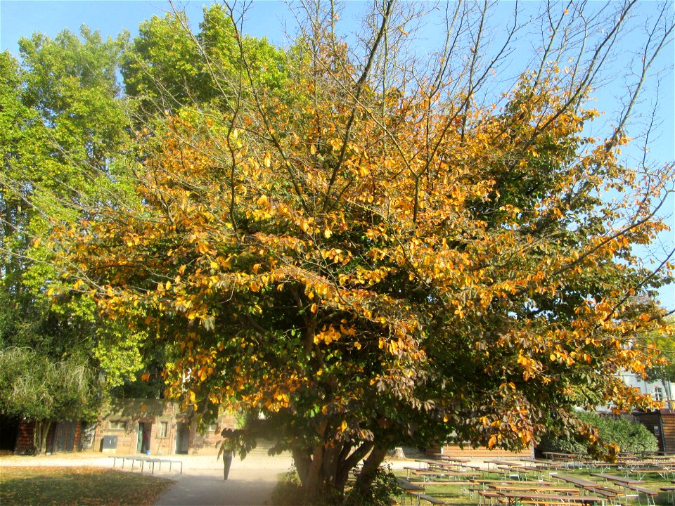 Persischer Eisenholzbaum (Parrotia persica) am Staden in Saarbrücken